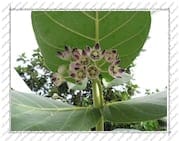 fleur de « l'arbre à soie », Île de la Désirade (Guadeloupe)