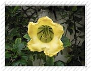 Fleur de datura jaune sur l'île de la Désirade