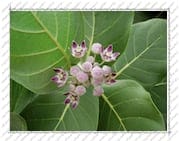 fleur de « l'arbre à soie », Île de la Désirade (Guadeloupe)