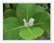 Feuilles de « l'arbre à soie », Île de la Désirade (Guadeloupe)