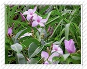 fleur violette, sur l'Île de la Désirade (Guadeloupe)