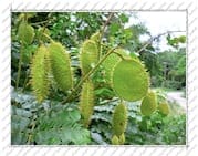 fruit plat et épineux, sur l'île de la Désirade