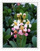 Fleur blanche et rose, sur l'Île de la Désirade (Guadeloupe)