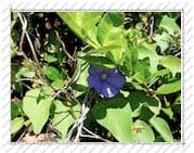 fleur violette, sur l'Île de la Désirade (Guadeloupe)