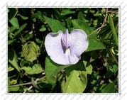 fleur violette, sur l'Île de la Désirade (Guadeloupe)