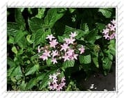 fleur violette, sur l'Île de la Désirade (Guadeloupe)