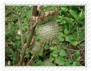 fruit ovoïde épineux, sur l'Île de la Désirade (Guadeloupe)