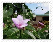 fleur, sur l'Île de la Désirade (Guadeloupe)