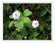 fleur, sur l'Île de la Désirade (Guadeloupe)