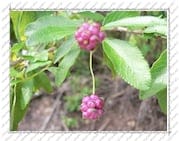 fruit rose ressemblant à une framboise, sur l'Île de la Désirade (Guadeloupe)