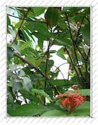 colibri caché dans les feuillages, sur l'Île de la Désirade (Guadeloupe)
