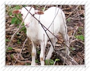 Mouton, Île de la Désirade