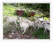 Moutons, Île de la Désirade