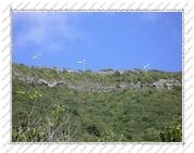 éoliennes sur l'île de la Désirade (Guadeloupe)