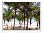 plage et cocotiers, Île de la Désirade (Guadeloupe)