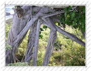 tronc d'arbre tortueux, sur l'île de la Désirade (Guadeloupe)