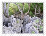 arbres poussant au milieu des roches, sur l'île de la Désirade (Guadeloupe)
