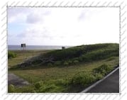 arbres inclinés par le vent, sur l'Île de la Désirade (Guadeloupe)