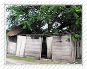 Case abandonnée envahie par la végétation. Île de la Désirade, Guadeloupe