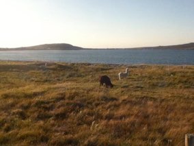 Miquelon