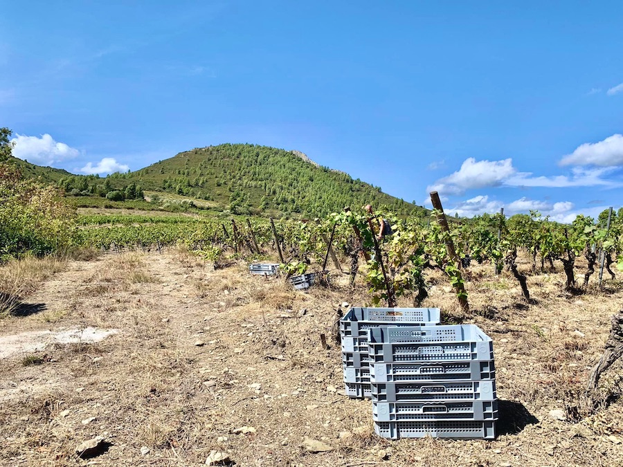 vue d'une pièce de vigne du Domaine Cirrus à Durban-Corbières, sur le point d'être vendangée