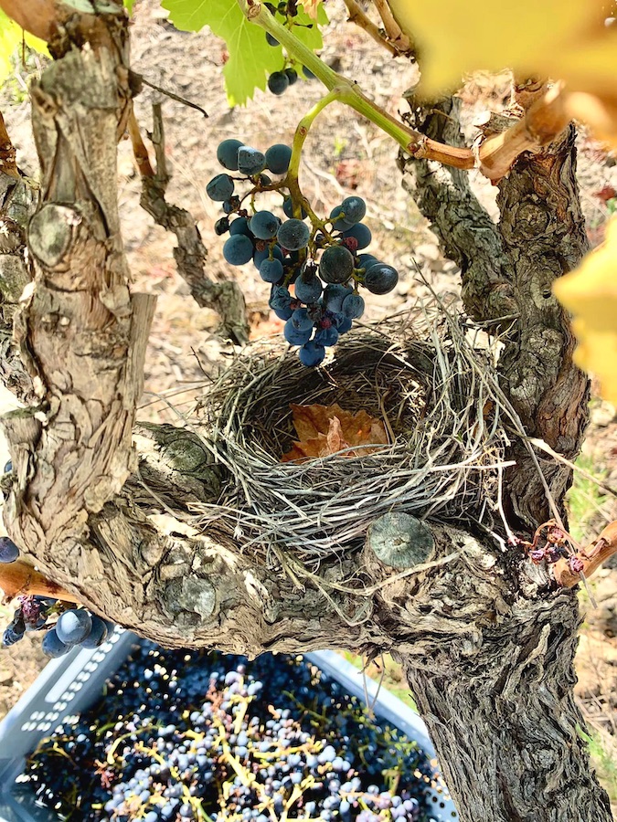 pied de vigne, nid d'oiseau et grappe de raisin