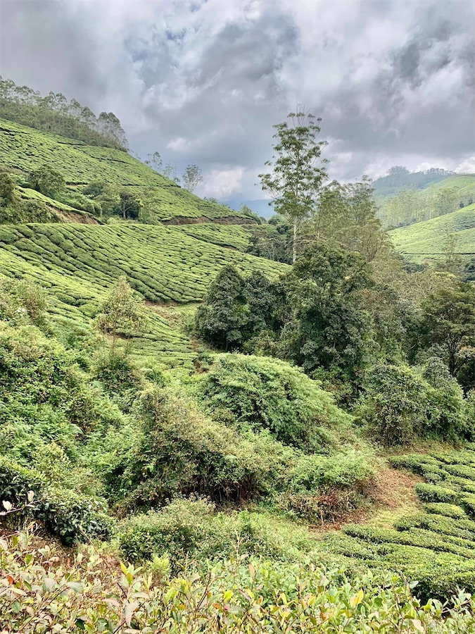 Munnar, plantations de thé