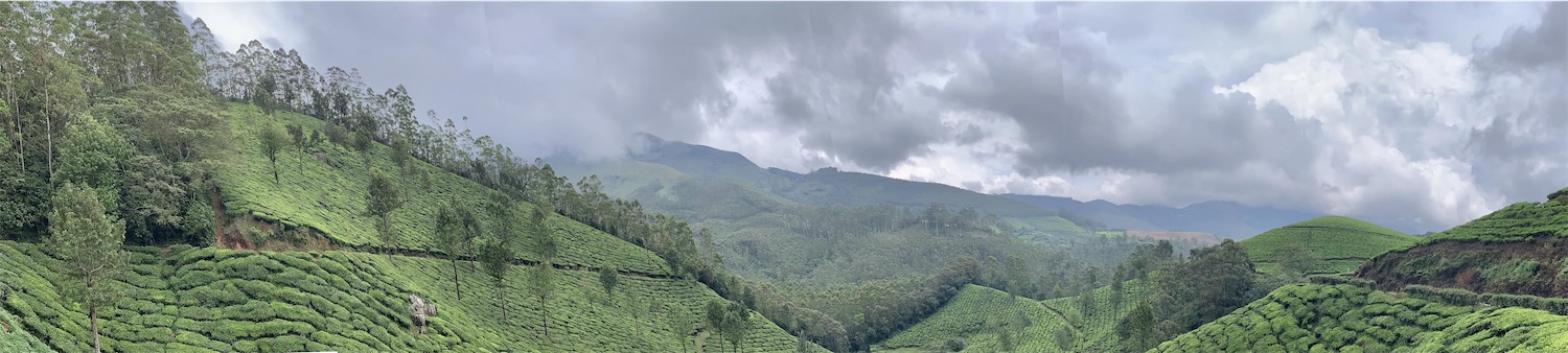 Munnar, plantations de thé