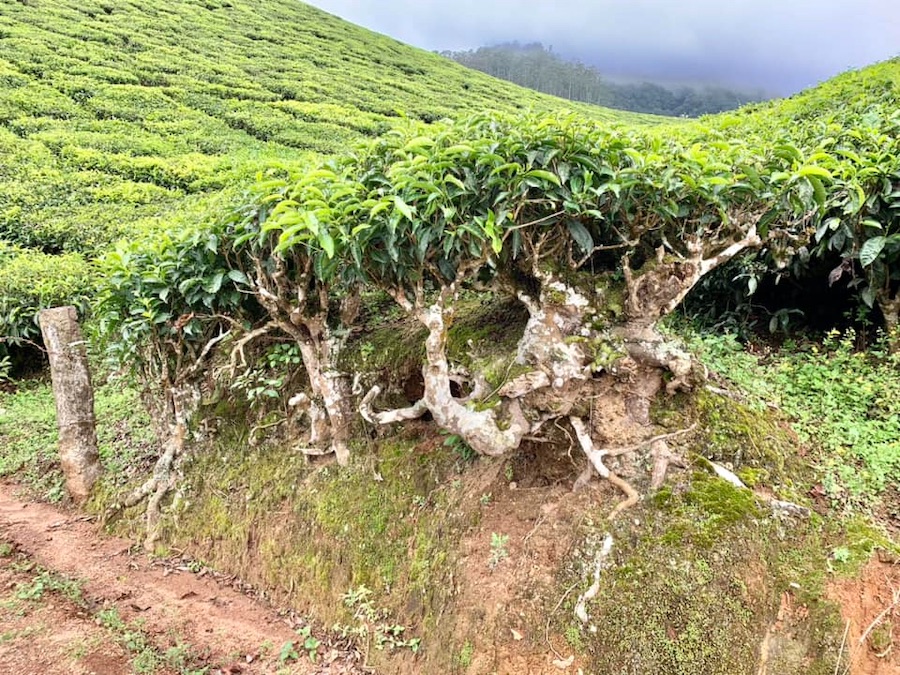Munnar, plantations de thé