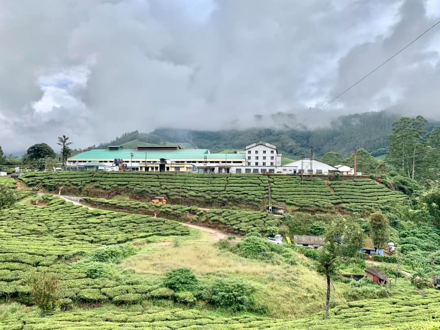 Munnar, fabrique de thé