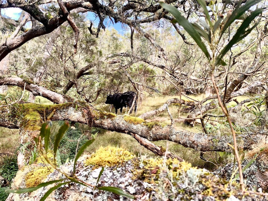 Vers le col des boeufs, La Réunion