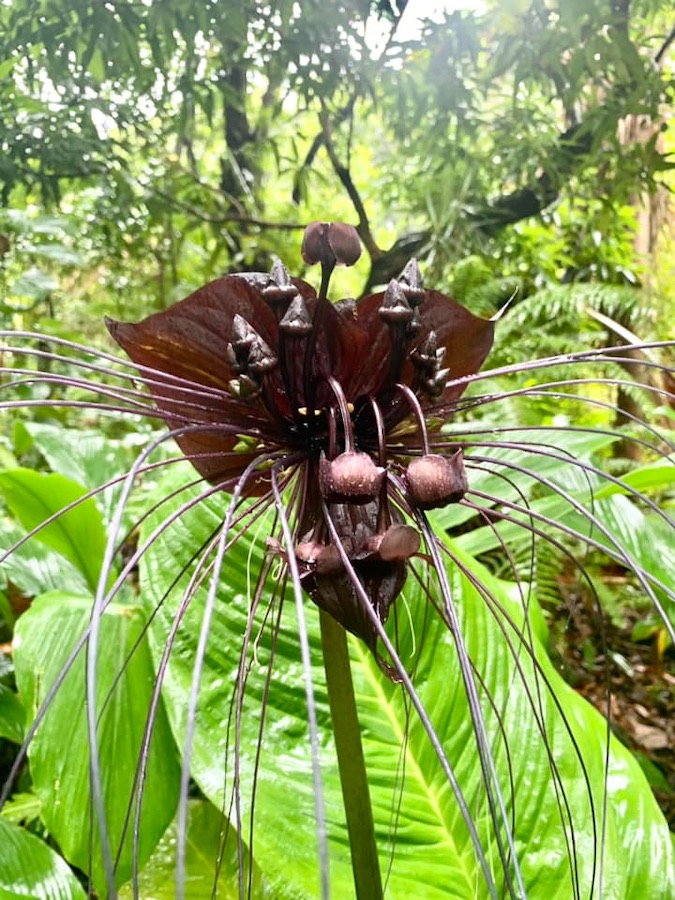 Fleur chauve-souris, La Réunion