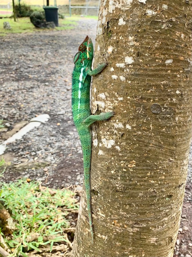 La Réunion, caméléon