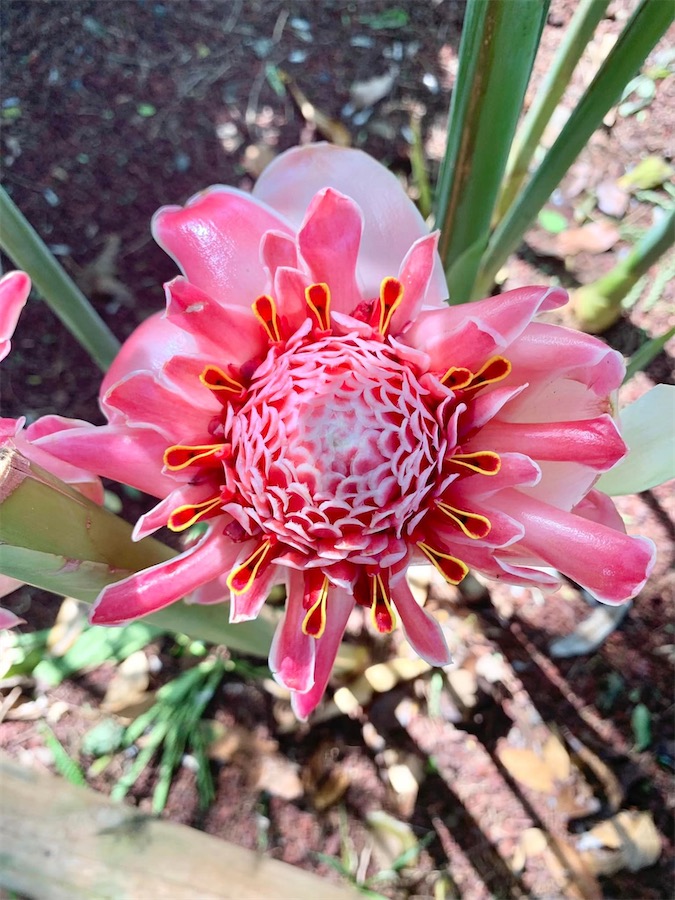 rose de porcelaine, La Réunion