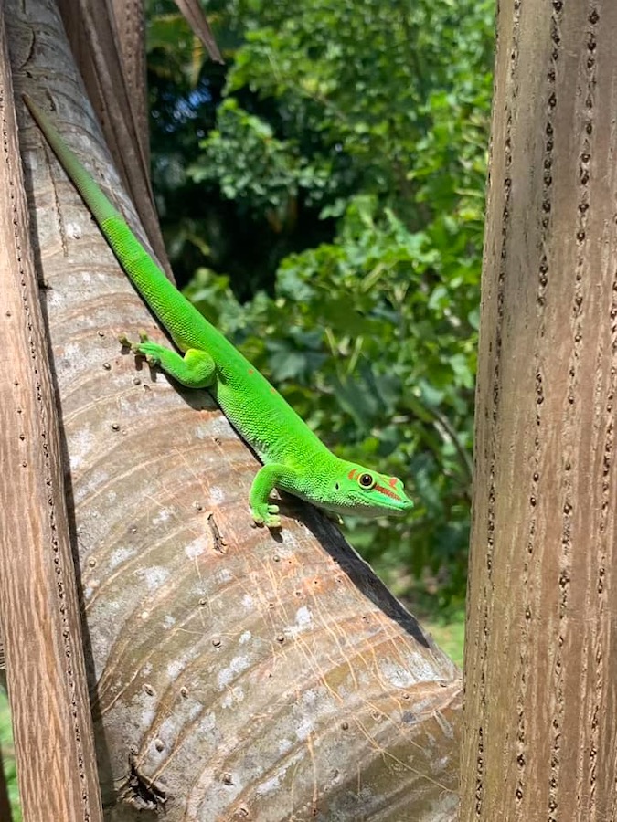 gecko, La Réunion