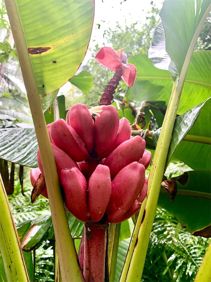 bananes roses, La Réunion