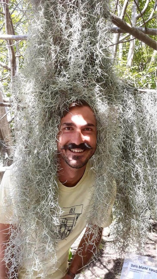 Benoît coiffé de tillandsia usnéoïdes - plante épiphyte, La Réunion