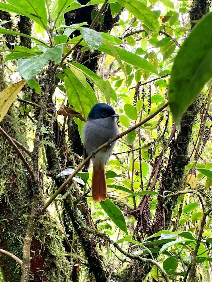 oiseau, La Réunion