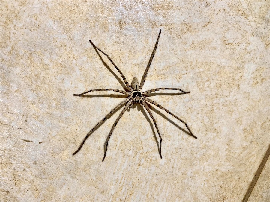 araignée, La Réunion