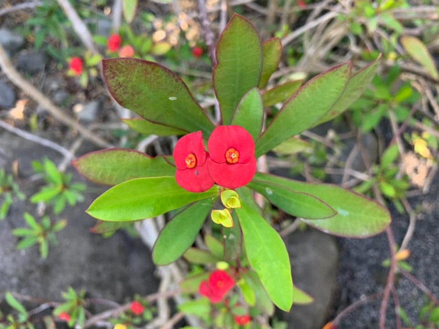 fleur rouge, La Réunion