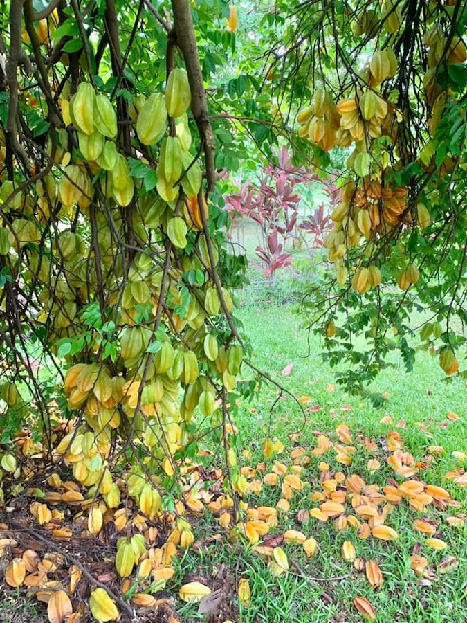 carambolier chargé de fruits, La Réunion