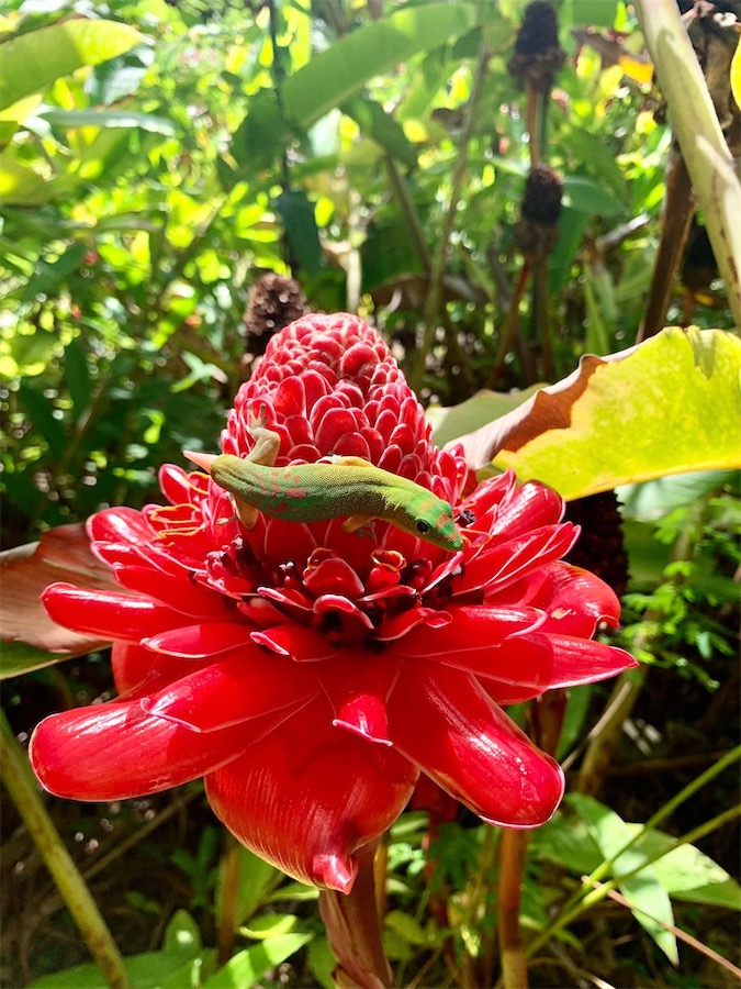 gecko posé sur une rose de porcelaine, La Réunion