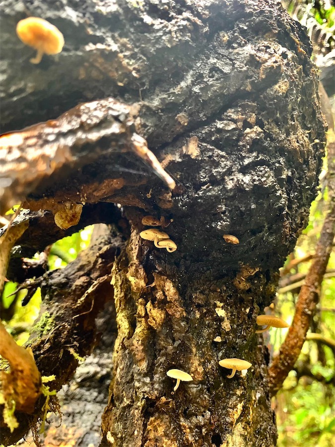 petits champignons sur un tronc d'arbre, La Réunion