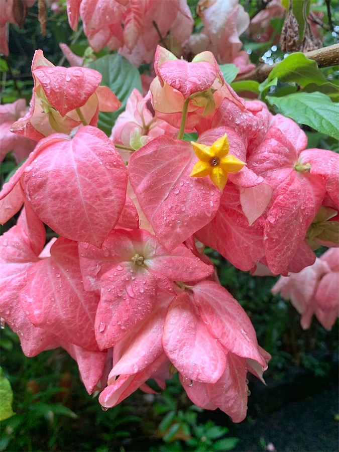 fleurs de mussaenda, La Réunion