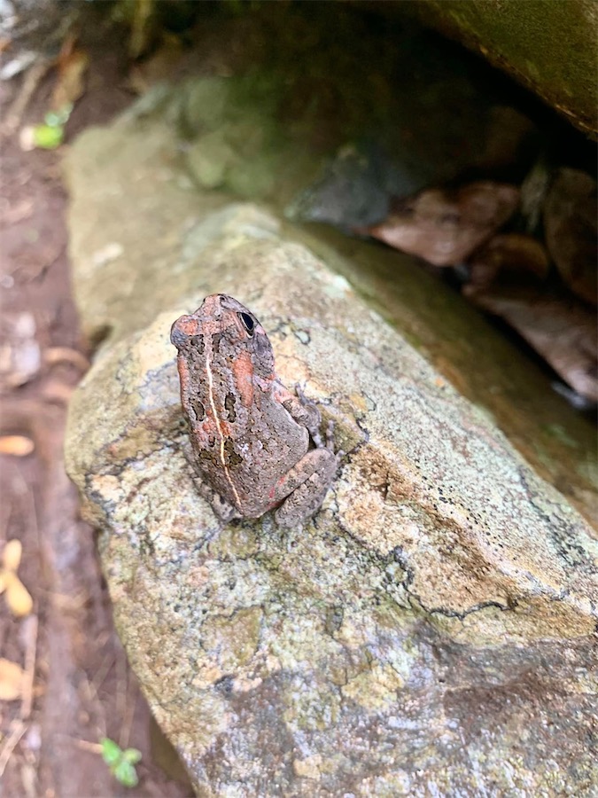 grenouille, La Réunion