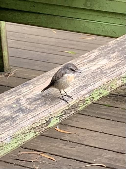 Tuit-tuit, oiseau de La Réunion