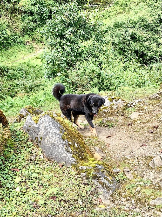 chien, Népal