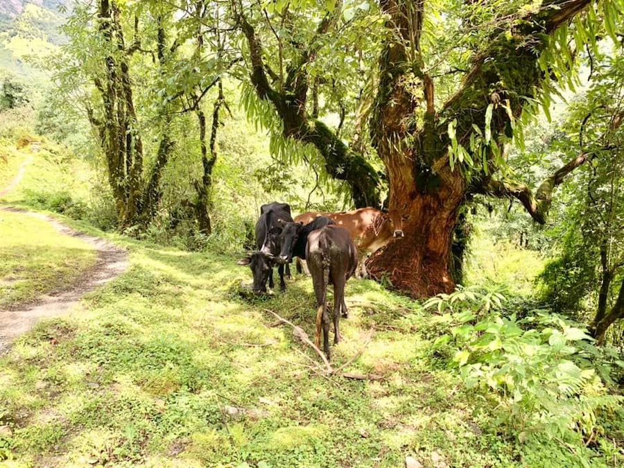 vaches, Népal