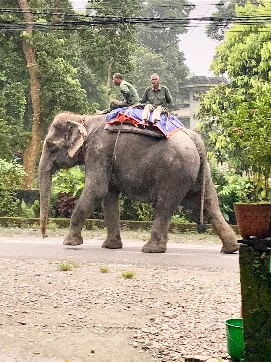 Sauraha Chitwan, éléphants