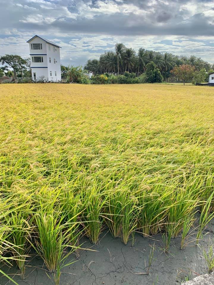 Rizière à Taitung